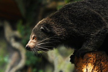 Binturong, Güney ve Güneydoğu Asya 'ya özgü canlı bir hayvan türüdür. Palmiye misketine benzer bir tür. Palmiye misketi, toddy cat ve musang olarak da bilinir.