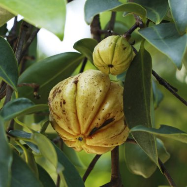 Garcinia gummi-gutta, Endonezya 'ya özgü tropikal bir tür. Yaygın isimler arasında Garcinia Cambogia (eski bir bilimsel isim), brindleberry, Malabar tamarind ve kudam puli (saksı tamarind) sayılabilir.).