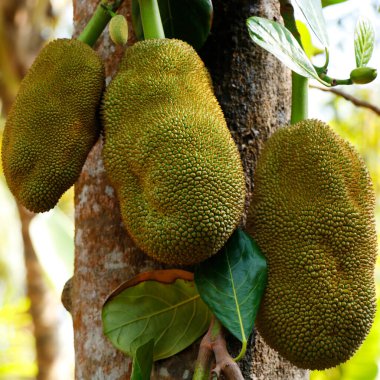 Ağaçtaki meyveler bulanık fırın alanı: Kapatın