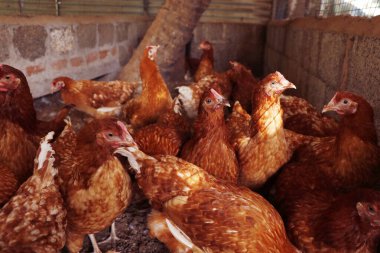 Çiftliğin kırsalındaki kümeste tavuk