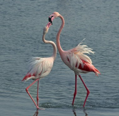 Bir çift flamingo.
