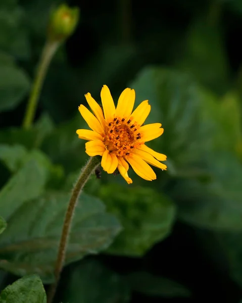 Beautiful Yellow Flower Isolated Close Leaf Background — Stock Photo, Image