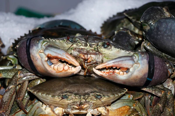 group of mud crabs on ice in a market stall for sell