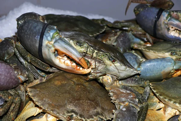 mud crab in a market stall in close up