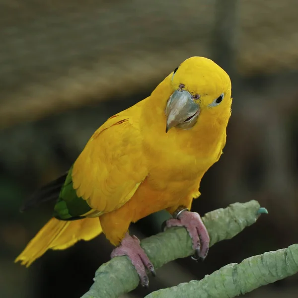 Golden Parakeet Golden Conure Sitting Branch — Stock Photo, Image