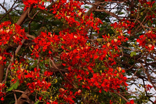 Bahar Mevsiminde Alev Alev Yanan Çiçeklerle Dolu Ateş Ağacı — Stok fotoğraf