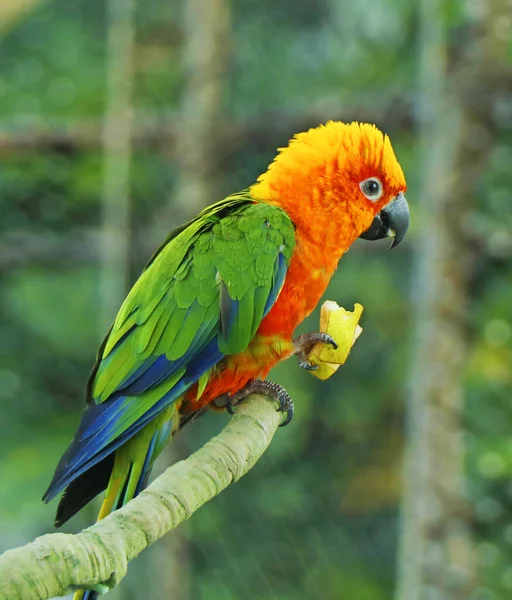 Sun Conure Red Orange Yellow Green Blue Color Parrot Standing — Stock Photo, Image