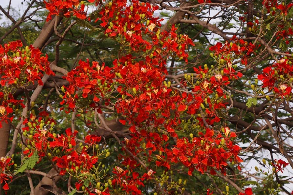 Drzewo Płomieniowe Pełne Czerwonych Ognistych Kwiatów Sezonie Wiosennym — Zdjęcie stockowe