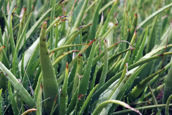 Aloe Vera Plantera Medlem Familjen Asphodelaceae Liknande Kaktus — Stockfoto
