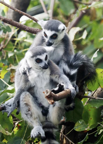 Lemure Dalla Coda Anello Lemur Catta Grande Primate Strepsirreno Più — Foto Stock