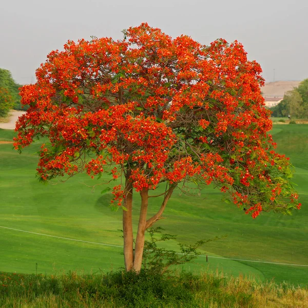 Árvore Chama Cheia Flores Fogo Vermelho Estação Primavera — Fotografia de Stock