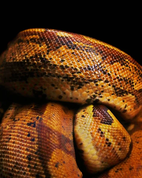python or boa snake body in close up with black background
