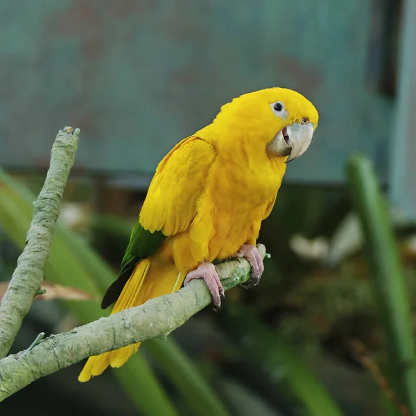 앵무새 앵무새는 바이에른 앵무새의 여왕으로도 알려진 노란색 Neotropical 앵무새입니다 — 스톡 사진