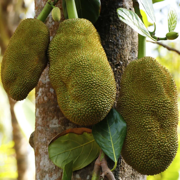Jackfruit Boom Met Wazige Bakgrond Close — Stockfoto
