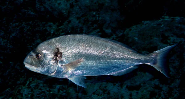ブルーウォーターの下の海のブリーム魚 — ストック写真