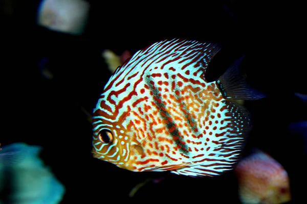 Schöne Bunte Fische Schwimmen Einem Aquarium — Stockfoto