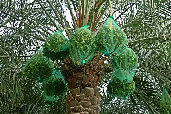 dates are covered with plastic nets for protection