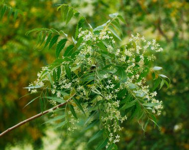 Azadirachta indica, yaygın olarak Neem, Nimtree veya Hint leylağı olarak bilinir.