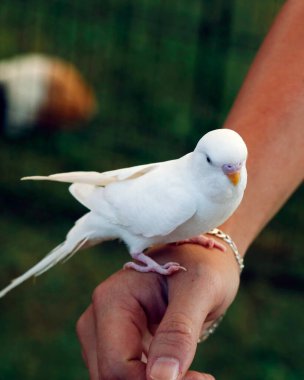 Sevimli beyaz kuş bir elde oturuyor