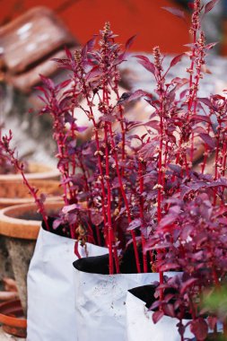 Amaranthus dubius aynı zamanda kırmızı ıspanak, Çin ıspanağı, dalak araranth olarak da bilinir. Ekonomik açıdan önemli olan Amaranthaceae ailesine aittir.