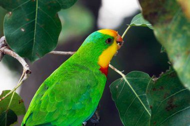 Papağan ya da papağan bir dala yakın otururlar.