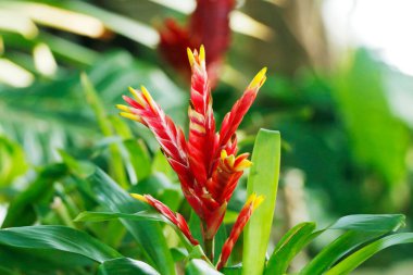 Alpinia purpurata, kızıl, ayrıca devekuşu tüyü ve pembe koni zencefili de denir.