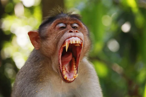 stock image macaque monkey widely open its mouth and showing sharp teeth
