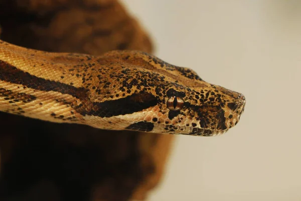 Tête Serpent Python Gros Plan — Photo