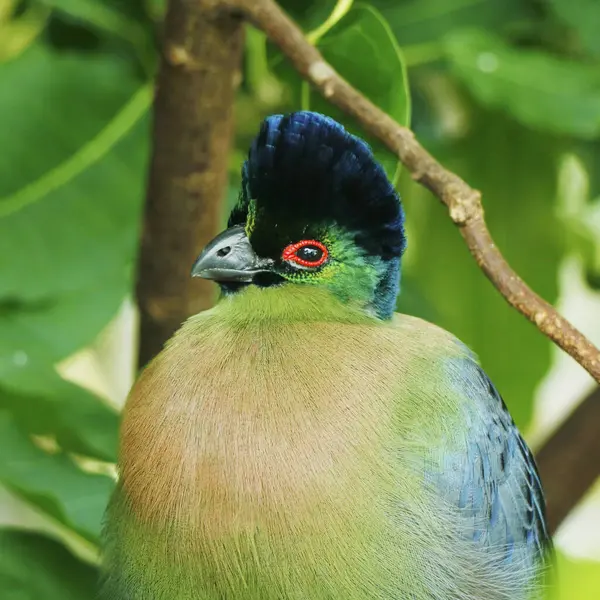 Turako Purpurowe Jest Gatunkiem Ptaków Rodziny Musophagidae Jest Narodowy Ptak — Zdjęcie stockowe