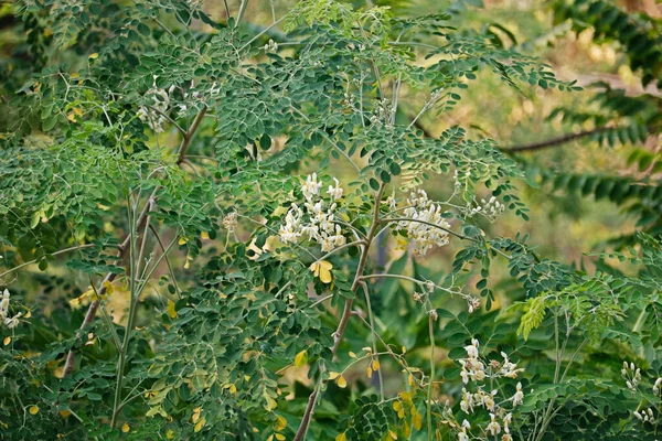 Drumstick Tree Moringa Oleifera Grünes Langes Gemüse Scheint Normalerweise Indien — Stockfoto