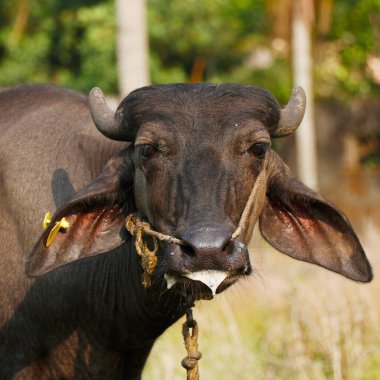Çim tarlasında kulağı olan siyah Hint bifteği.