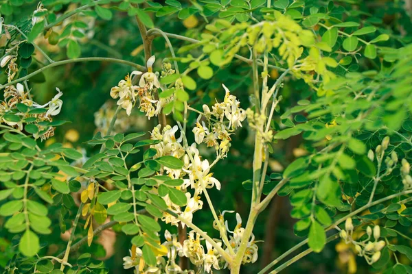 Moringa Oleifera Ist Ein Dürreresistenter Baum Der Familie Moringaceae Der — Stockfoto