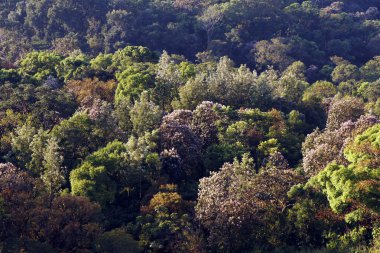 Batı ghat kerala dağının güzel, kalın orman manzarası