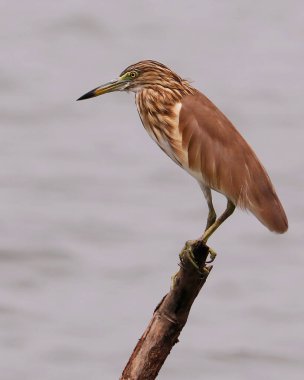 Balıkçıl, ağaçların üzerinde, kapalı ve ıssız bir yerde oturuyor.