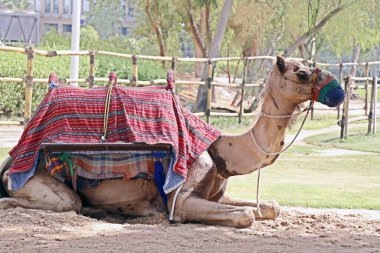 Çöldeki safari parkında yastık kılıflarıyla oturan deve.