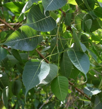 Ficus religiosa ya da kutsal incir, Bodhi ağacı, pippala ağacı, dikiz ağacı ya da Ashwattha ağacı olarak da bilinir..