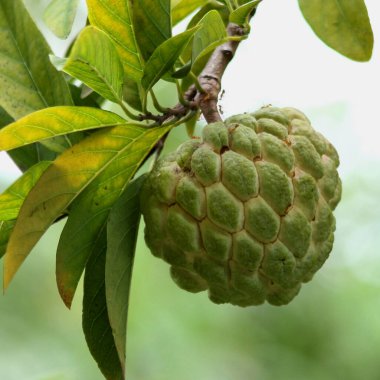 Muhallebi meyvesi dalda, yakın çekim.
