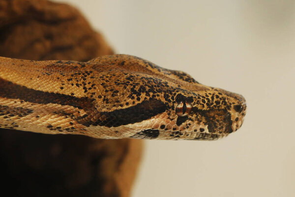 Python snake or boa head in close up