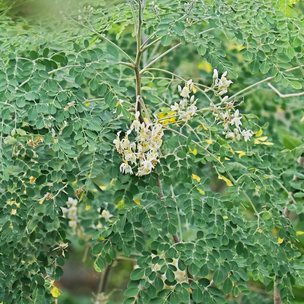 Moringa Oleifera Est Arbre Famille Des Moringaceae Originaire Sous Continent — Photo
