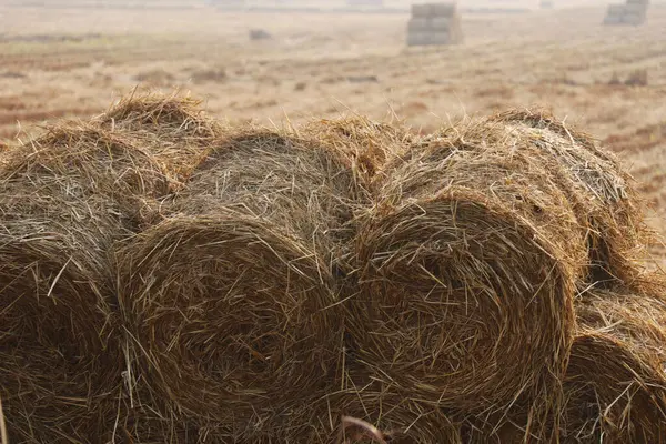 bundles of paddy rice straw after harvested field