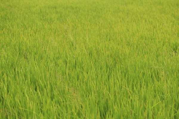 Green Rice Paddy Sunny Day — Stock Photo, Image