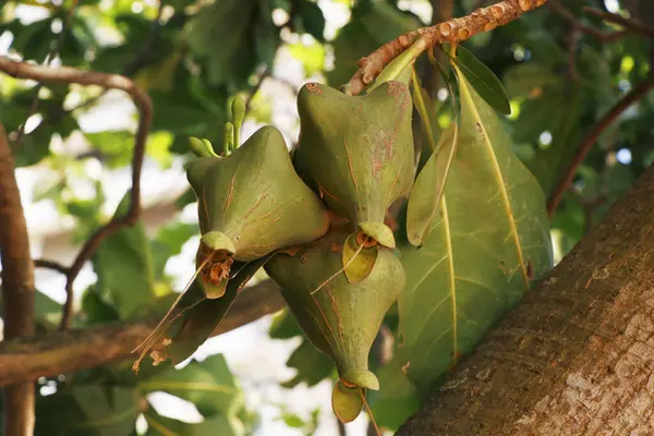 アーモンドファミリーに似た枝にぶら下がった熱帯果実 — ストック写真