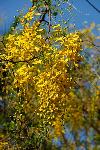 Leaves Golden Shower Tree Cassia Fistula Its Fruits Focus — Stock Photo, Image