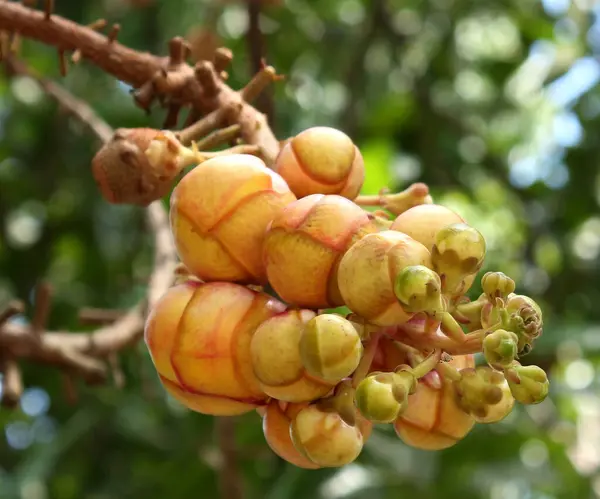 과일을 곁들인 Couroupita Guianensis — 스톡 사진