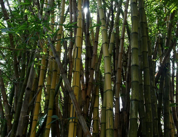 yellow bamboo plants in close up in a par