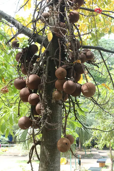 Cannon Ball Tree Couroupita Guianensis Fruits — Stock Photo, Image