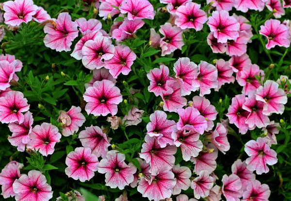 Skupina Růžové Květy Petunie — Stock fotografie