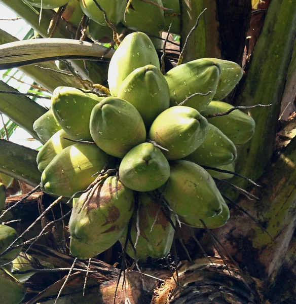 Zielony Kokosowego Drzewa — Zdjęcie stockowe