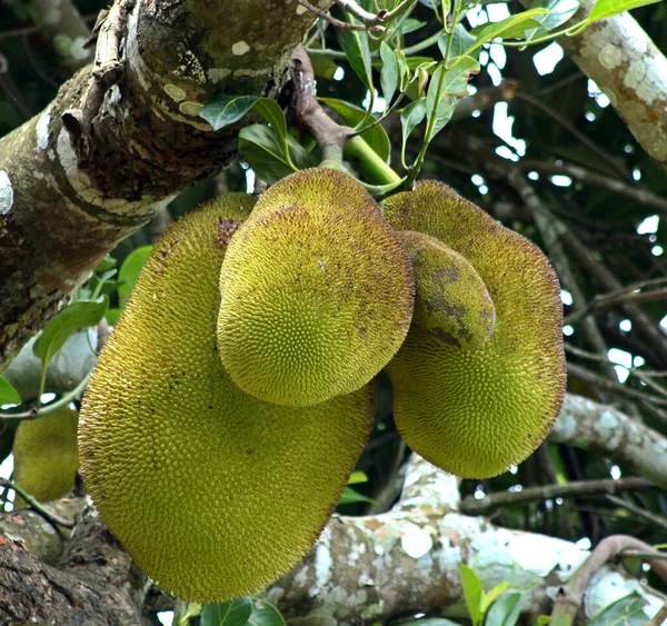나무에 과일의 — 스톡 사진
