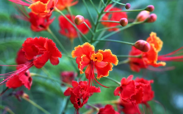 Kırmızı Cennet Kuşu Çiçeği Yaklaş — Stok fotoğraf